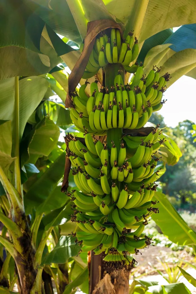 Banana crop after harvest