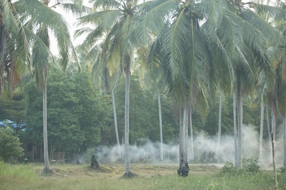 Coconut husks burning after harvest
