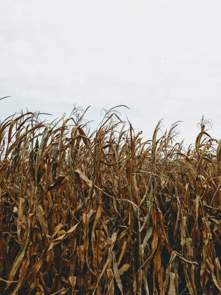 Corn stover field with post-harvest stalks and leaves